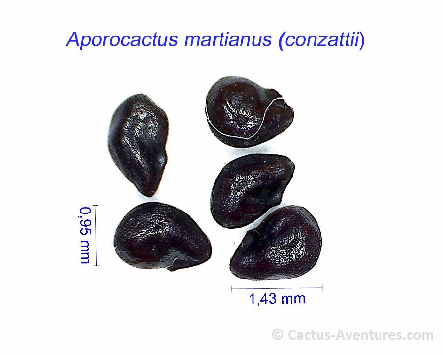 Aporocactus martianus conzattii HF.jpg1